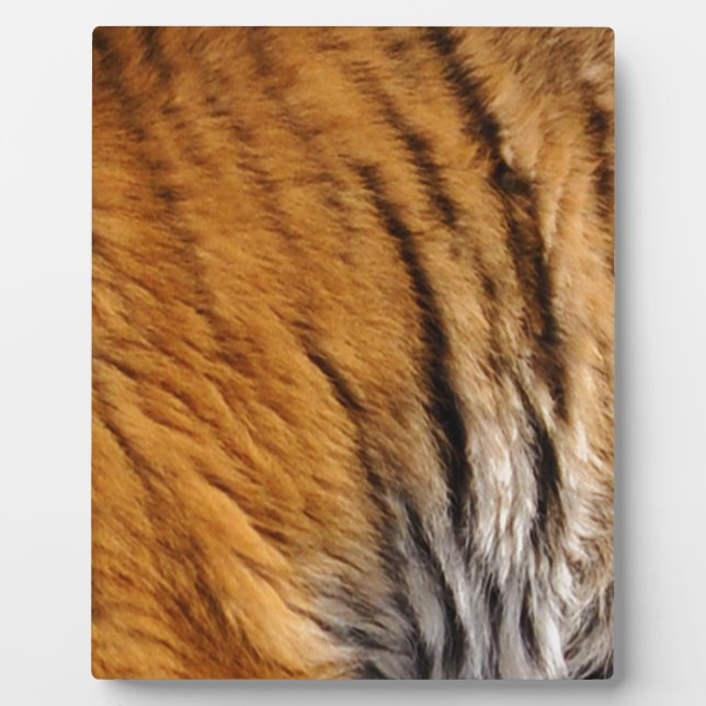 Photo-sampled Tiger Stripes Big Cat Wildlife Plaque (Front)