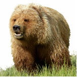 Photo Sculpture of grizzly bear 5x7<br><div class="desc">Photo Sculpture of grizzly bear 5x7   Created by bearsandmore</div>