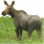 Photo Sculpture of moose 5x7<br><div class="desc">Photo Sculpture of moose 5x7 Created by bearsandmore</div>