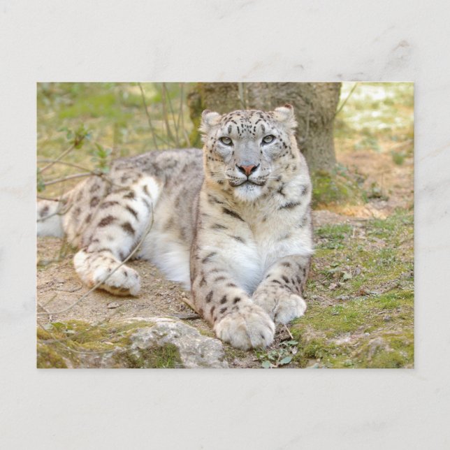 Photo snow leopard , animals . postcard (Front)