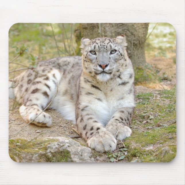 photo snow leopard cat animals.  mouse pad (Front)
