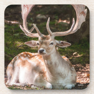photo stag under wood coaster