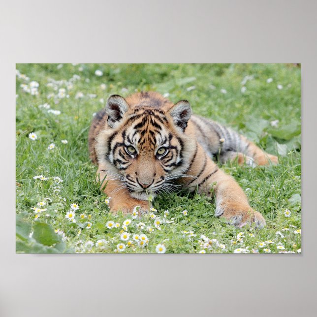 Photo tiger , animals 0300. poster (Front)