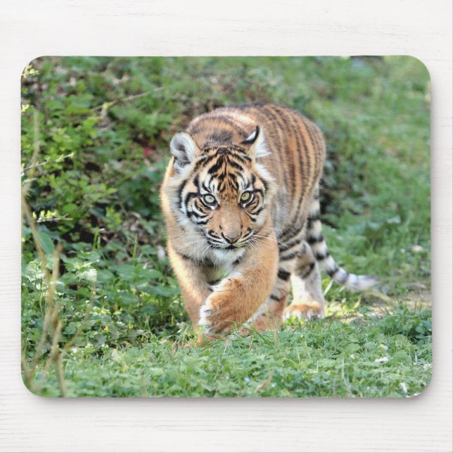 photo tiger cat animals.  mouse pad (Front)