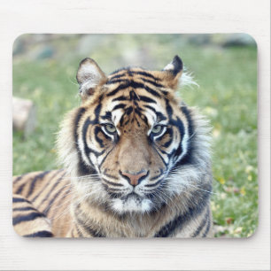 photo tiger cat animals. mouse pad