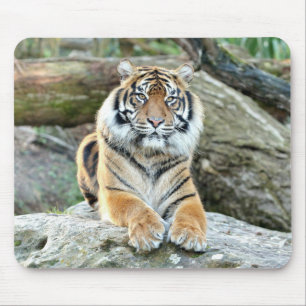 photo tiger cat animals. mouse pad