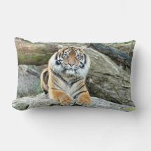 Photo tiger cat , animals . throw pillow