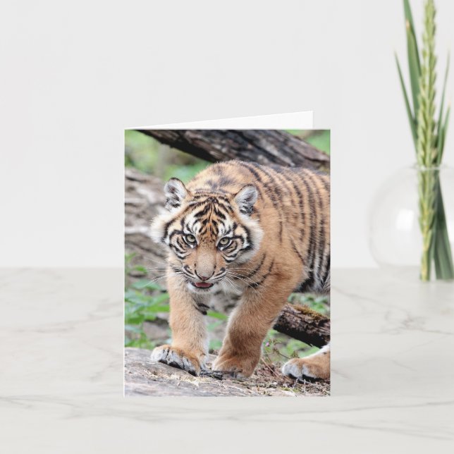 Photo tiger , pet , animals . card (Front)
