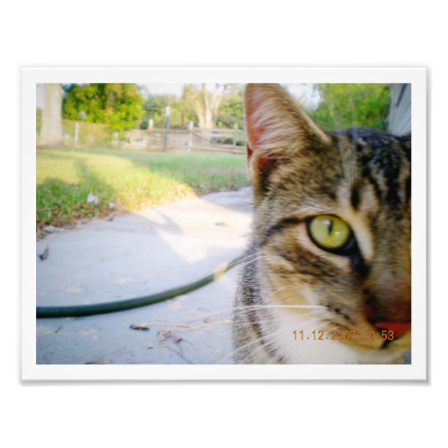 Photo Un-Named Tabby Cat "Wedding" Print (Front)