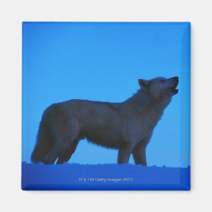Photo, white wolf howling at night, Colour, High Magnet