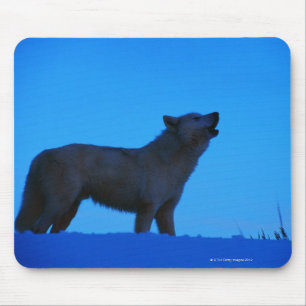 Photo, white wolf howling at night, Colour, High Mouse Pad