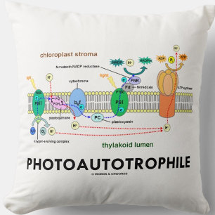 Photoautotrophile Photosynthesis Cushion