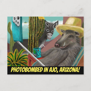 Photobombed in Ajo Arizona, Arizona Postcard
