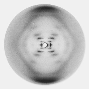 Photograph 51 by Rosalind Franklin   DNA Sticker