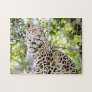 Photograph Beautiful Amur Leopard Greenery Jigsaw Puzzle