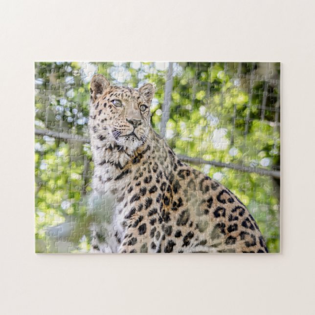 Photograph Beautiful Amur Leopard Greenery Jigsaw Puzzle (Horizontal)