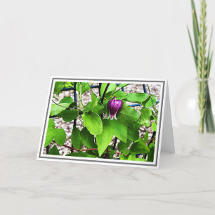 Photograph Close-up Purple Clematis Green Foliage Card
