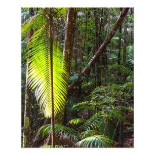 photograph green rainforest leaves Australia
