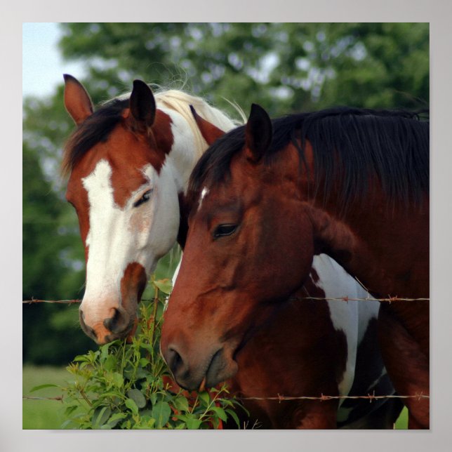 Photograph Horse Posters (Front)