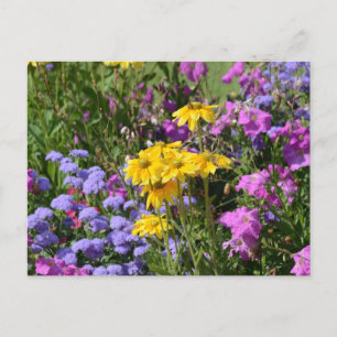 Photograph of a bunch of beautiful coloured flower postcard