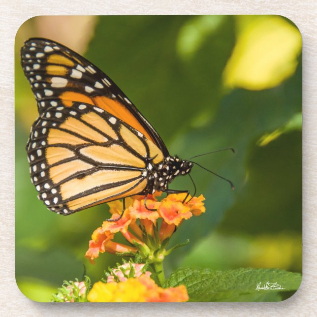 photograph of a butterfly coaster (Front)