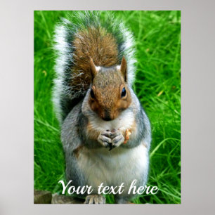 Photograph of a Cute Squirrel in a garden Poster