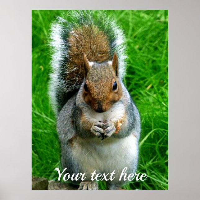 Photograph of a Cute Squirrel in a garden Poster (Front)