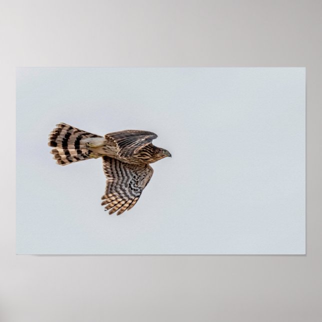 Photograph of a Flying Sharp-shinned Hawk  Poster (Front)