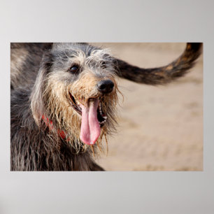 Photograph of a happy dog at the beach poster