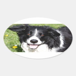 Photograph of a happy dog oval sticker