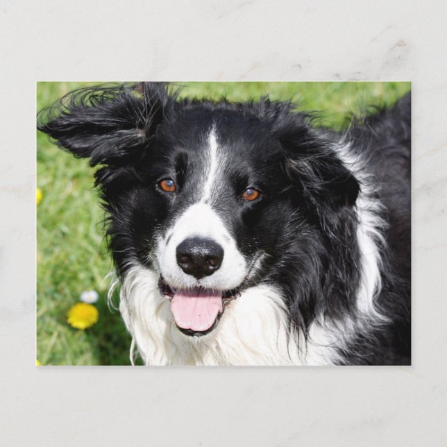 Photograph of a happy dog postcard (Front)