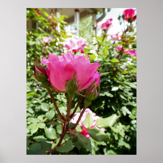 Photograph of a Pink Rose in Bloom Poster (Front)