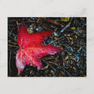 Photograph of a Red Maple Leaf. Holiday Postcard