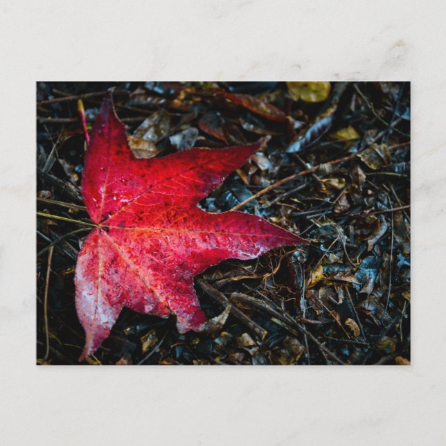 Photograph of a Red Maple Leaf. Holiday Postcard (Front)