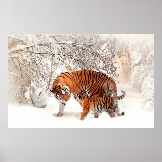 Photograph of a tiger and cub playing in the snow. poster (Front)