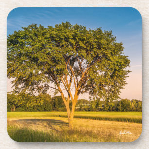 photograph of a tree in fields coaster