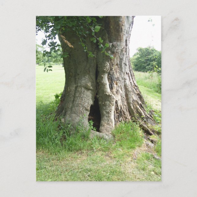 Photograph of a tree postcard (Front)