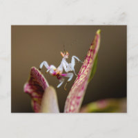 photograph of a young orchid mantis