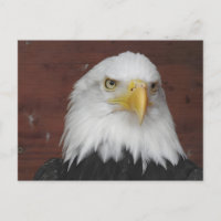 Photograph of an Eagle I Took in Dubuque, Iowa