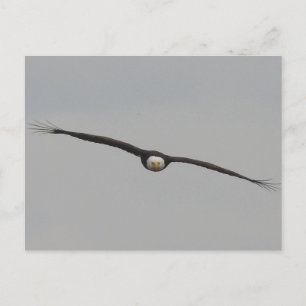 Photograph of an Eagle I Took in Dubuque, Iowa Postcard