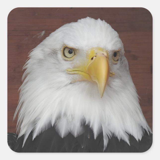 Photograph of an Eagle I Took in Dubuque, Iowa Square Sticker (Front)