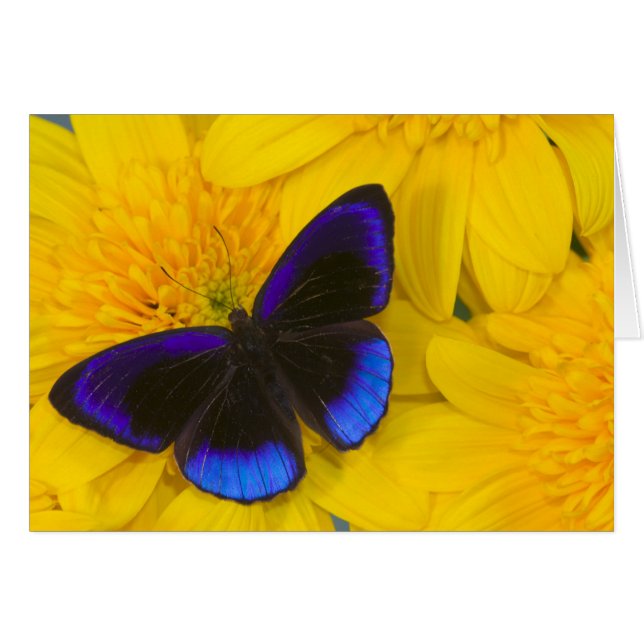 Photograph of Butterfly (Front Horizontal)