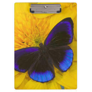 Photograph of Butterfly Clipboard