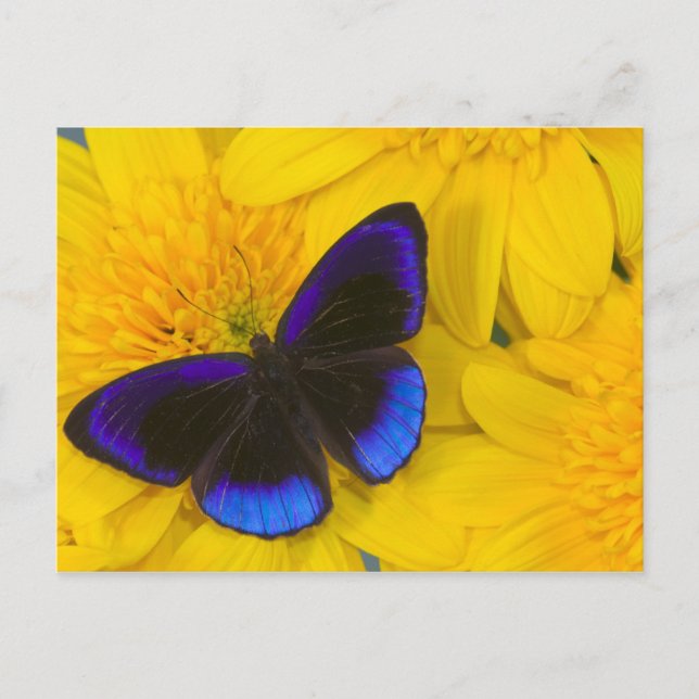 Photograph of Butterfly Postcard (Front)