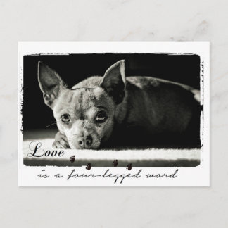 Photograph of Chihuahua for dog lovers Postcard