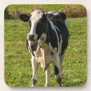photograph of cow coaster