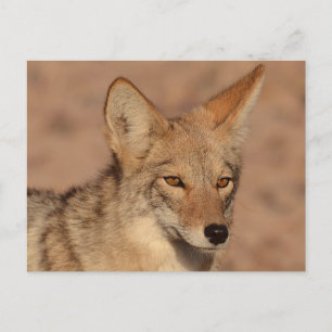 Photograph of coyote in Nevada Postcard