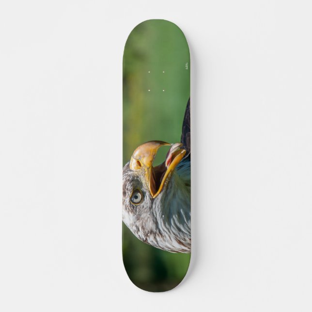 photograph of eagle skateboard (Front)