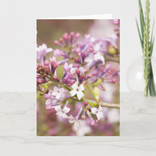 Photograph of Spring Lilac Blossoms Card