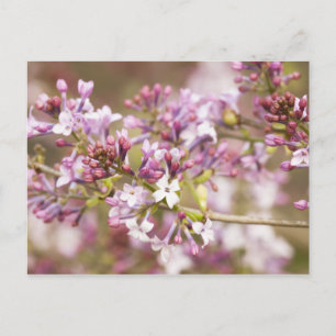 Photograph of Spring Lilac Blossoms Postcard